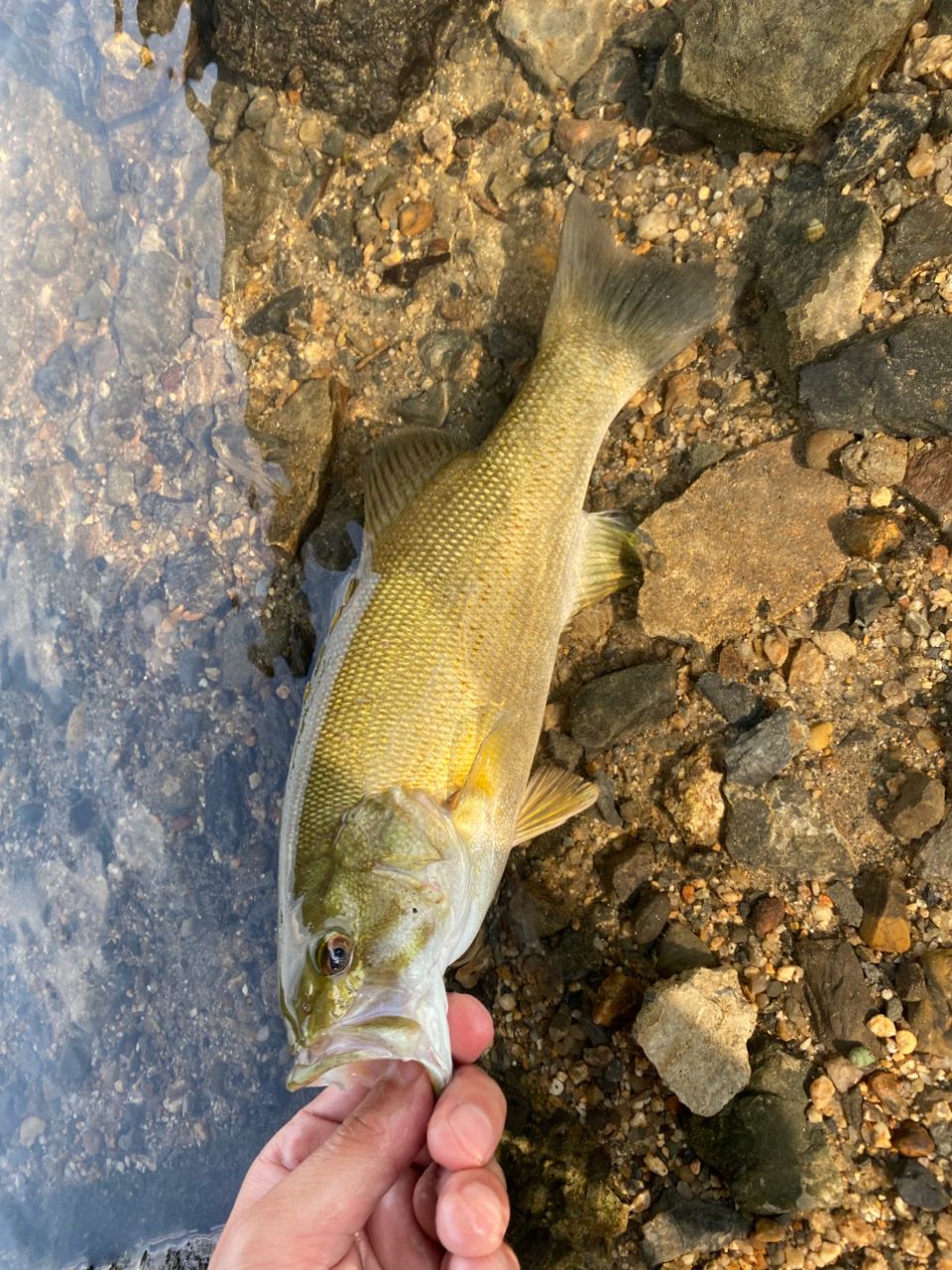 DAIWA 12ハートランド 742HRB-SV12の最安値・インプレ・釣果 | 本音の