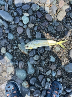 シイラの釣果
