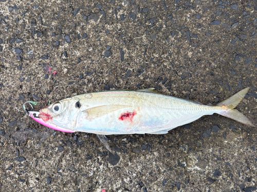マルアジの釣果