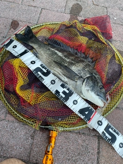 チヌの釣果