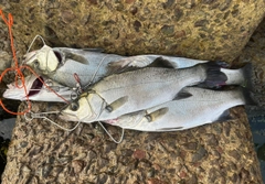 ヒラスズキの釣果