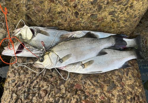 ヒラスズキの釣果