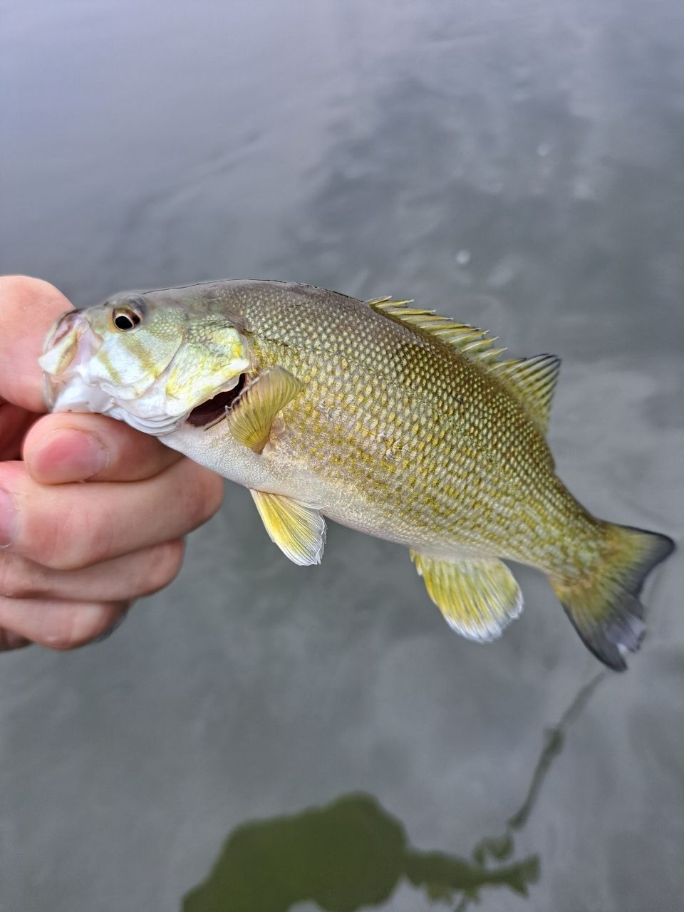 スモールマウスバス