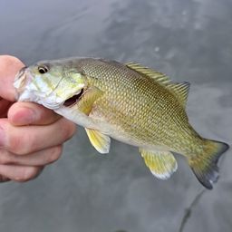 スモールマウスバス