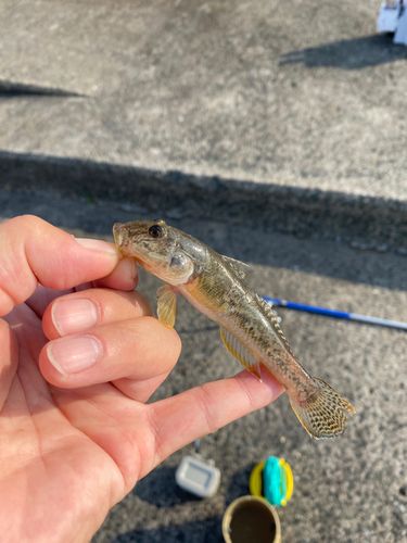 ハゼの釣果