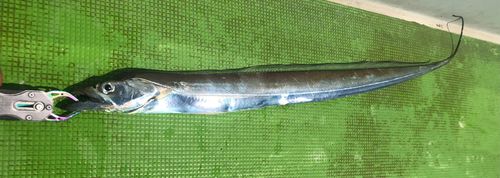タチウオの釣果