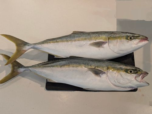 ハマチの釣果