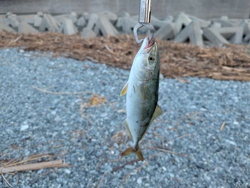 ワカシの釣果