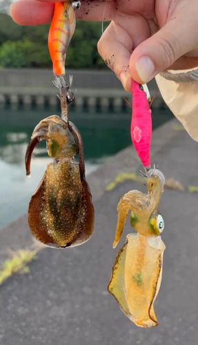 イカの釣果