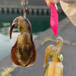 イカ