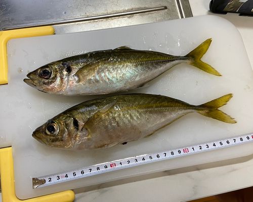 アジの釣果