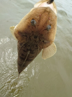 マゴチの釣果