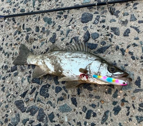セイゴ（マルスズキ）の釣果
