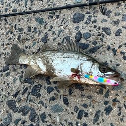 セイゴ（マルスズキ）