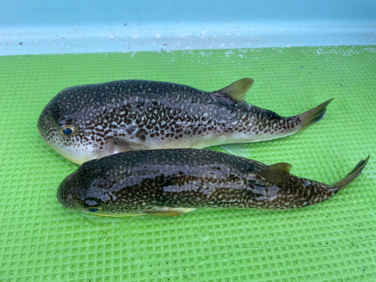 ショウサイフグ