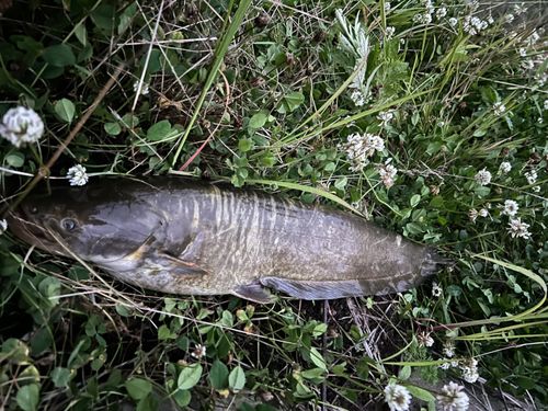 ナマズの釣果