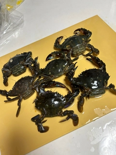 ガザミの釣果