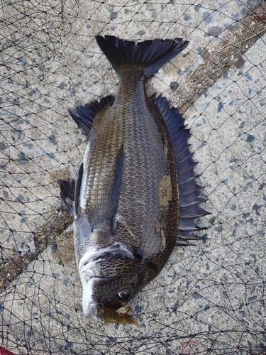 チヌの釣果