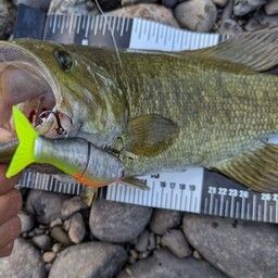 スモールマウスバス