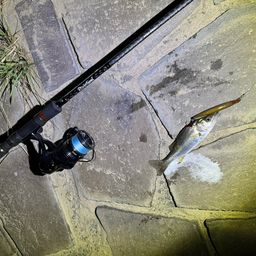 セイゴ（マルスズキ）