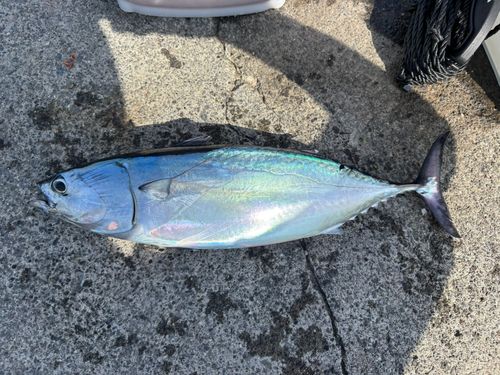 ヒラソウダの釣果
