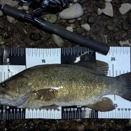 スモールマウスバス