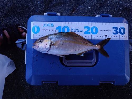 ショゴの釣果