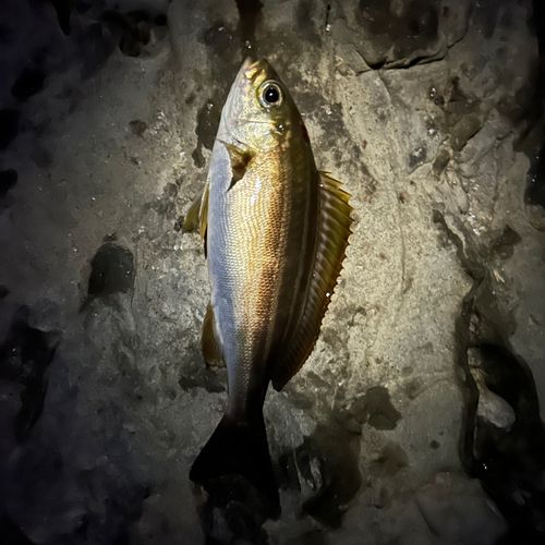 イサキの釣果
