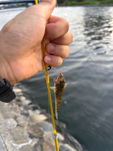 マハゼの釣果