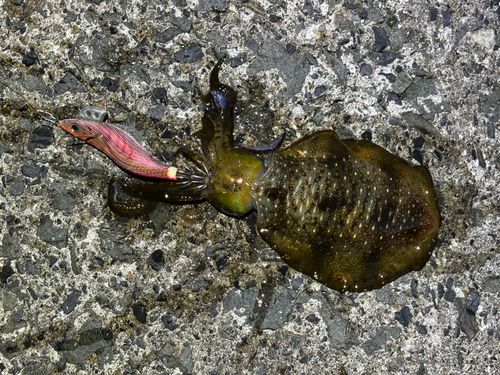 アオリイカの釣果
