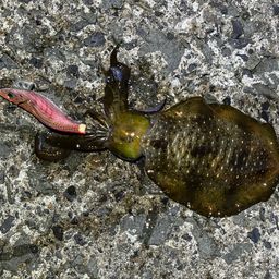 アオリイカ