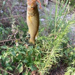 スモールマウスバス