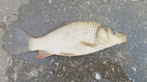 コイの釣果