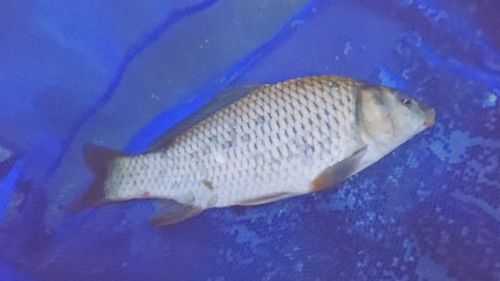 コイの釣果