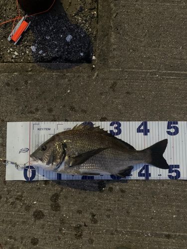 チヌの釣果