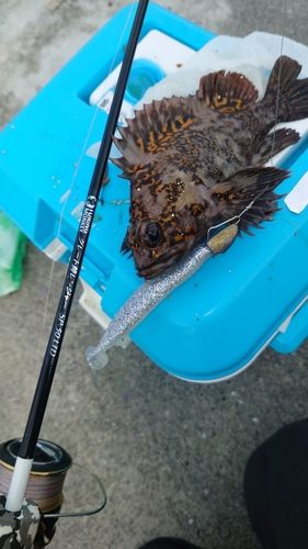 オウゴンムラソイの釣果