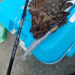 オウゴンムラソイ