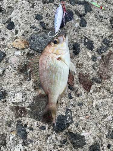 チャリコの釣果