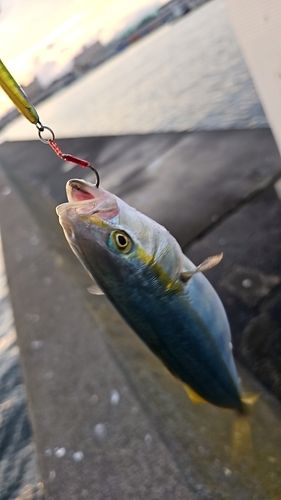 フクラギの釣果