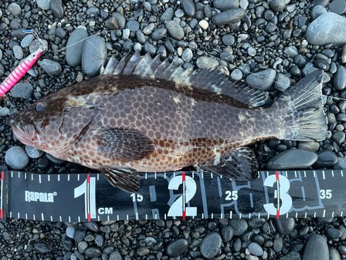 オオモンハタの釣果