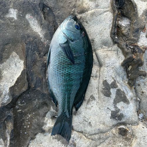 クチブトグレの釣果
