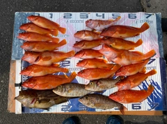 ホウキハタの釣果