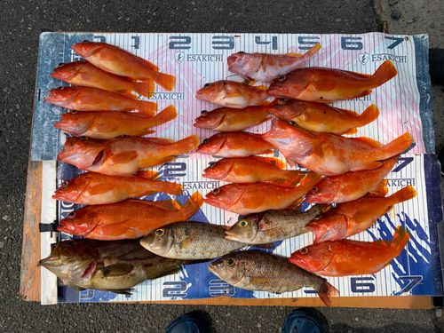 ホウキハタの釣果