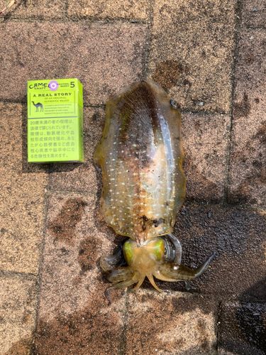 アオリイカの釣果