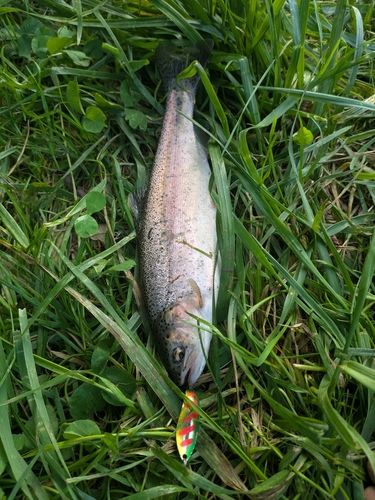 ニジマスの釣果