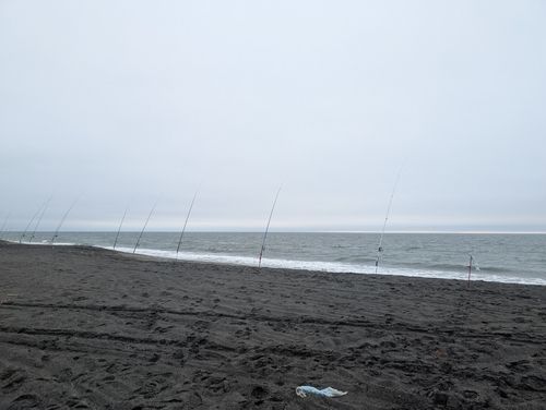 ウグイの釣果