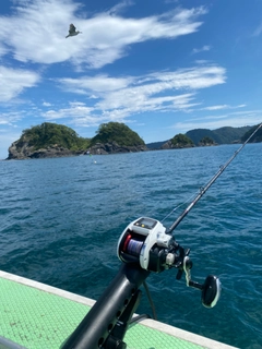 タチウオの釣果