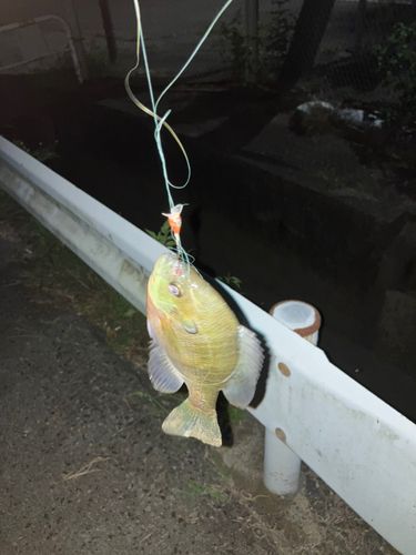 ブルーギルの釣果