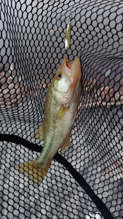 ラージマウスバスの釣果