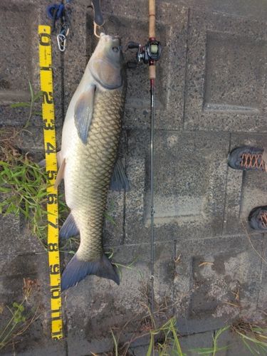 ソウギョの釣果